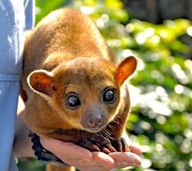 3 Pets You Could Own in the US Decades Ago but Not Today