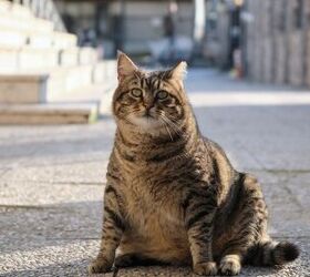 Inside the World's Only Fat Camp for Cats
