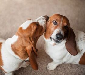 Meet Elmer & Ernest, the Internet's Favorite Bassets