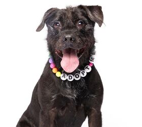 The Tennis Ball Champ Waiting 1,900+ Days for a Home