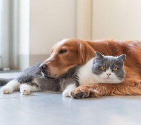 Dogs Learn to Mimic the Family Cat