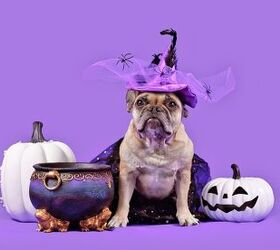PetSmart's 2026 Halloween Line Has a Look for Every Pet