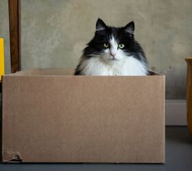 Why Your Cat Claims Every Cardboard Box You Bring Home