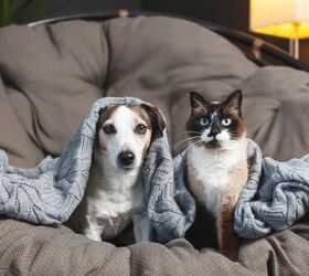 Can Cats and Dogs Have Obsessive-Compulsive Disorder (OCD)?