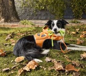 halloween is coming get your pet party ready