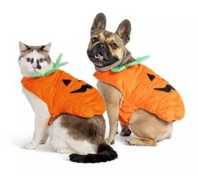 halloween is coming get your pet party ready