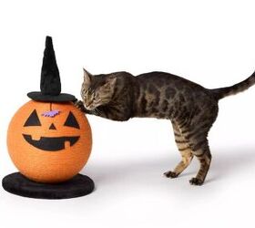 halloween is coming get your pet party ready