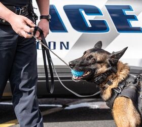 K-9 Nike Stabbed in the Face During Burglary Arrest