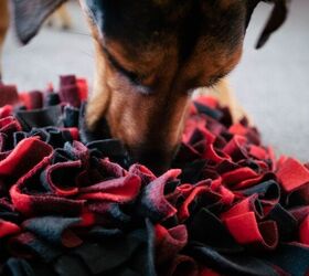 PawzNDogz Snuffle Mats Head to Southeast Pet Stores