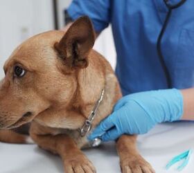 What's the Best Pet Insurance in 2026? 10 Providers Ranked
