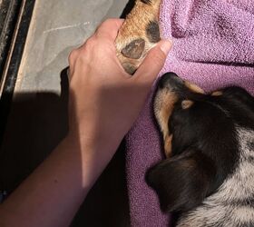 How to Help a Pet Cope When Another Pet Dies 