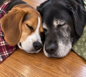 how to help a pet cope when another pet dies