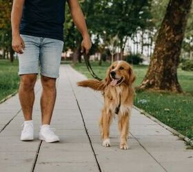 how to help a pet cope when another pet dies, Image via Canva