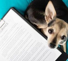 3 things to check before renewing your pet insurance