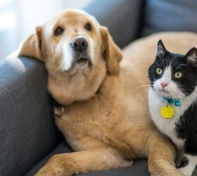 3 things to check before renewing your pet insurance