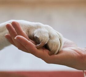 3 things to check before renewing your pet insurance