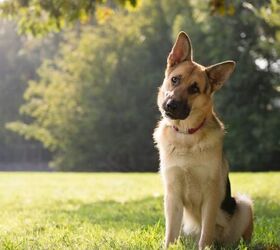 3 fun facts about german shepherd fun
