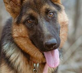 3 fun facts about german shepherd fun