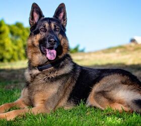 3 Fun Facts About German Shepherds
