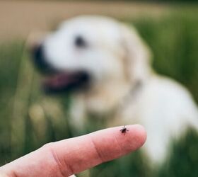 How to Safely Remove a Tick From Your Dog or Cat
