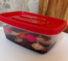 basic goldfish care my 3rd grader came home with what
