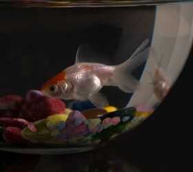 basic goldfish care my 3rd grader came home with what, Image via Canva