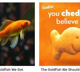 basic goldfish care my 3rd grader came home with what