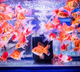 basic goldfish care my 3rd grader came home with what, Image via Canva