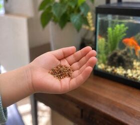 basic goldfish care my 3rd grader came home with what