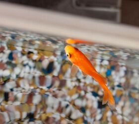 basic goldfish care my 3rd grader came home with what, Image via Canva