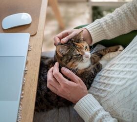 sweet senior cat kneads biscuits to comfort his owner, photo credit yourphotopie shutterstock com