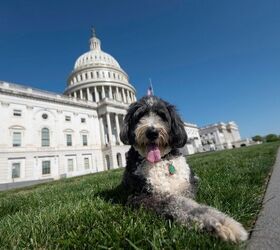 Capitol Hill Trades Politics for Puppies at Pet Night