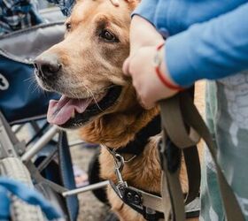 Dogs Give Wounded Ukrainian Veterans a Reason to Heal