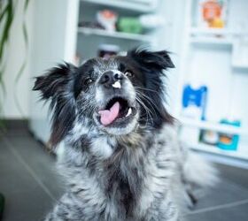 Nom Nom's Fresh-Frozen Meal Clusters for Dogs: 15 Minutes to Dinner