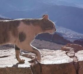 Which U.S. State is Cat Obsessed? You May be Surprised