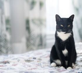 The Truth About Tuxedo Cats: Its a Pattern, Not a Breed