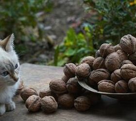 Is Walnut Shell Litter The Way to Go?