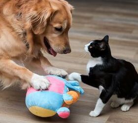 5 Dog Breeds That Get Along Great with Cats