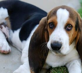 These 5 Dog Breeds Are Generally The Calmest To Live With
