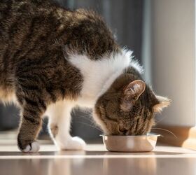 3 Simple Fixes That Keep Your Cat From Overeating