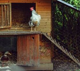 How to Keep Ducks and Chickens Happy Together