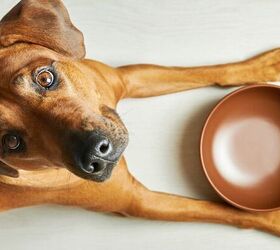 5 human foods that are occasionally safe to share with your pup