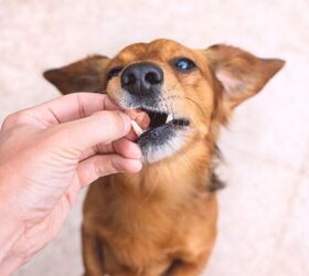 5 human foods that are occasionally safe to share with your pup