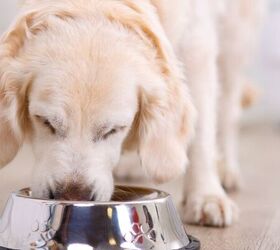 5 human foods that are occasionally safe to share with your pup