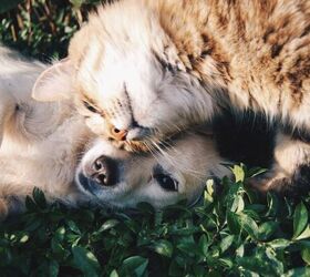 3 Tips to Help Your Cat and Dog Become Great Housemates