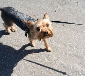 A Microchip Brought Dog Named Owl Home After 4 Years Missing