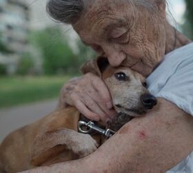 What Your Dog's Blood May Reveal About Aging