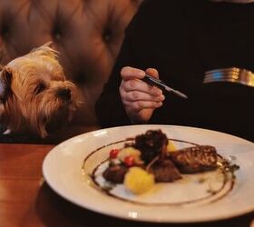 Human Grade Dog Food: The Story Behind The Honest Kitchen