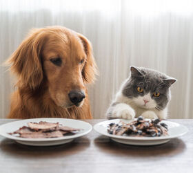 What Are Dogs’ and Cats’ First Words When Using Talking Buttons?
