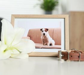 People Who Experience Pet Loss Don’t Get the Support They Need